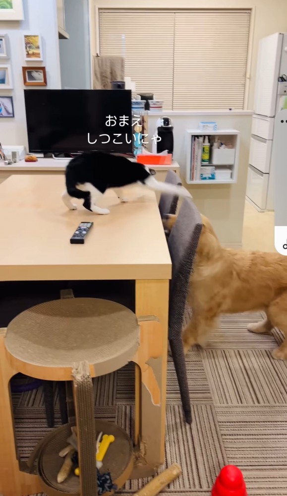 犬を見下ろすテーブルの上の猫