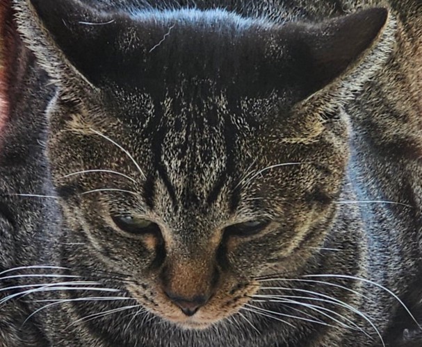 強面な表情の猫