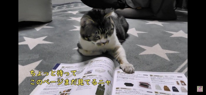 本を触る猫