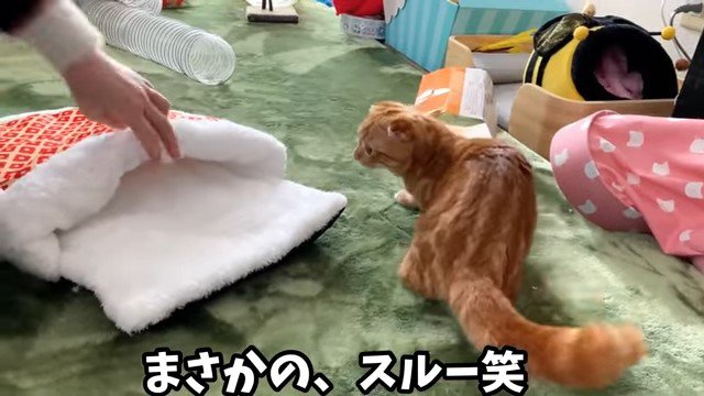 猫布団を見ている猫