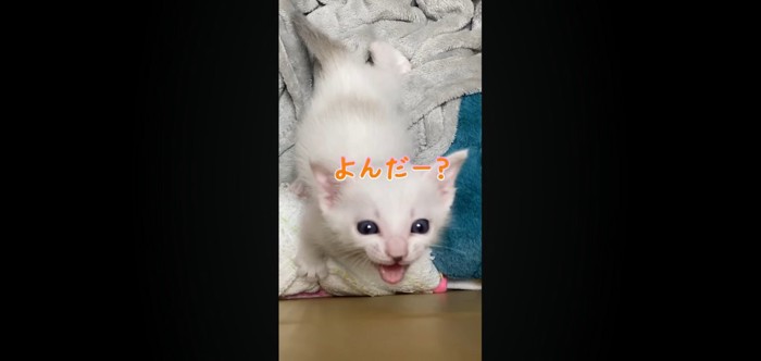 よんだー?