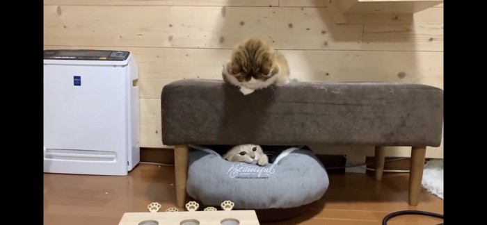 ソファの下から出てくる猫