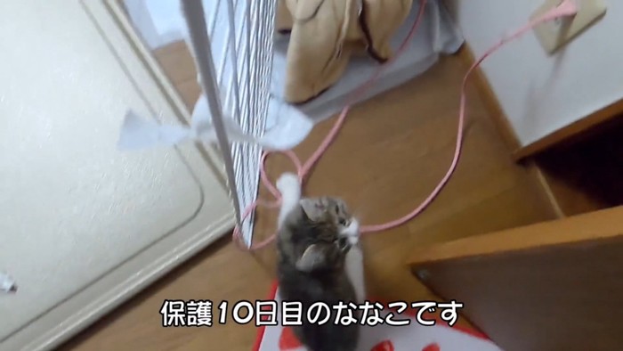 床を歩く猫