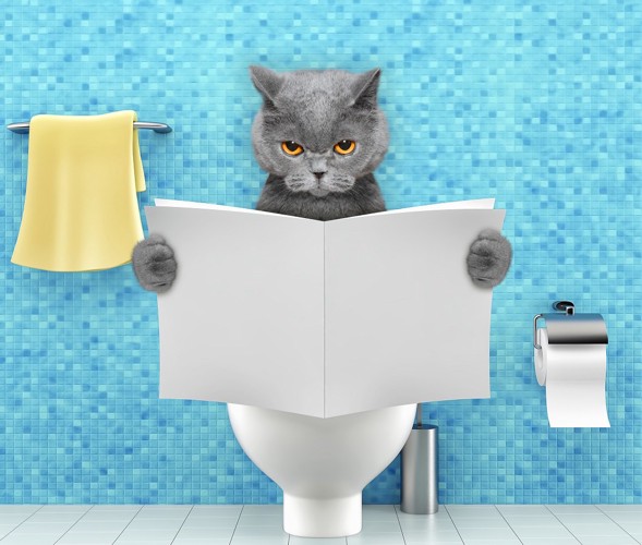 トイレで本を読む猫