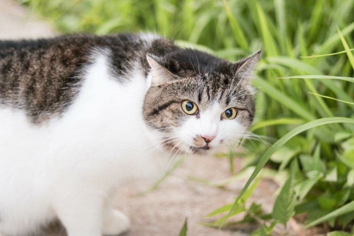 草を食べる猫