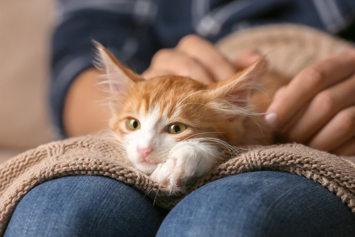 膝の上の猫