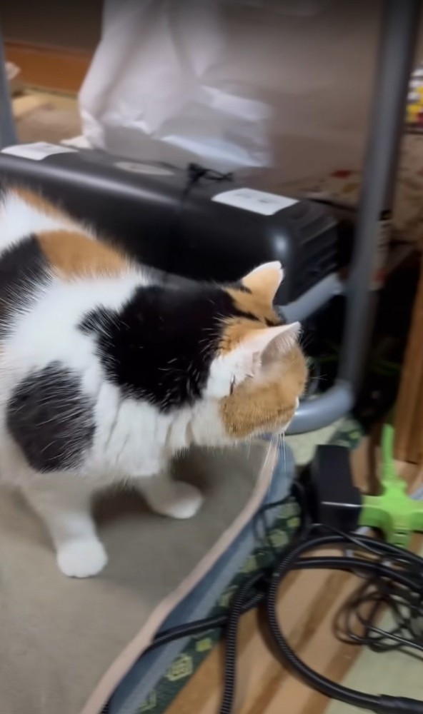 左向く猫