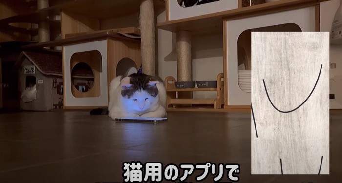 スマホ画面を見つめる猫