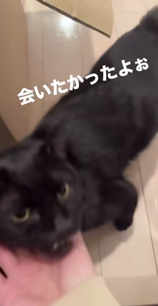 飼い主に顎を撫でられる黒猫