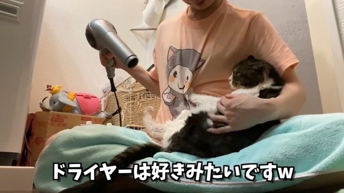 ドライヤー中の猫