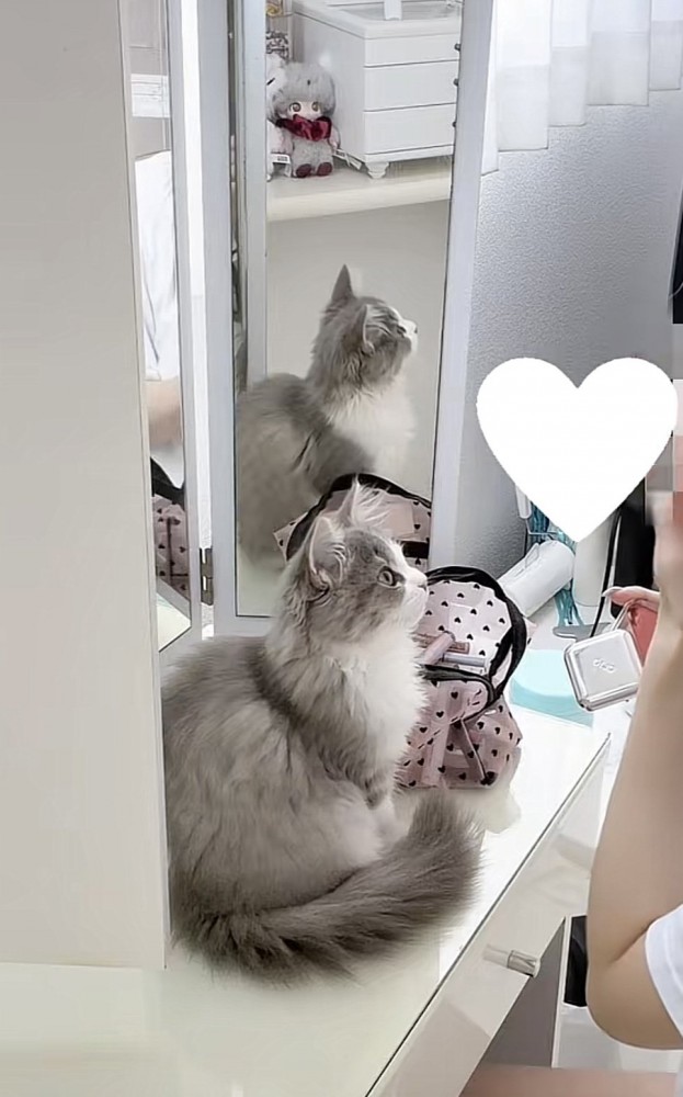 飼い主さんを見つめる猫の写真1