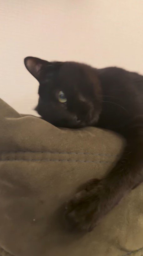 飼い主の方へ顔を向ける猫