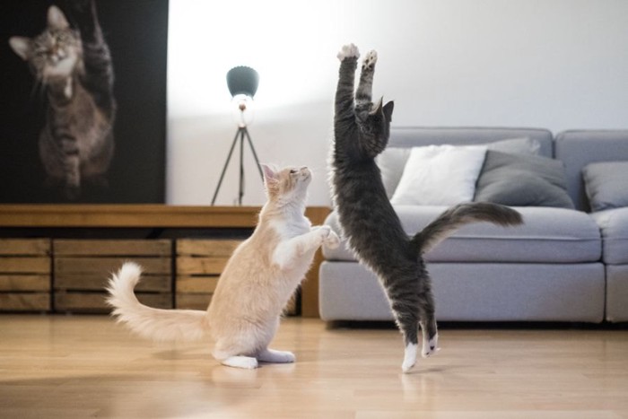 遊ぶ薄茶とグレーの猫