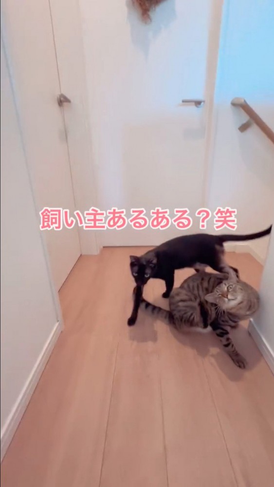 じゃれ合う猫