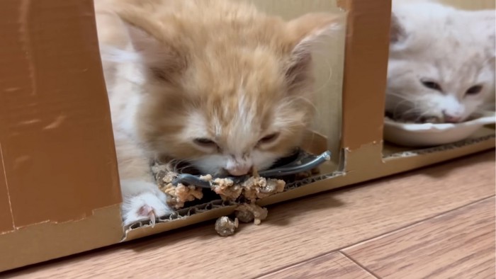 ガツガツ食べる子猫