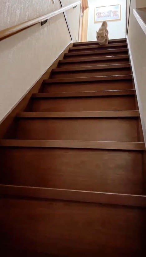 階段に前足をかける猫