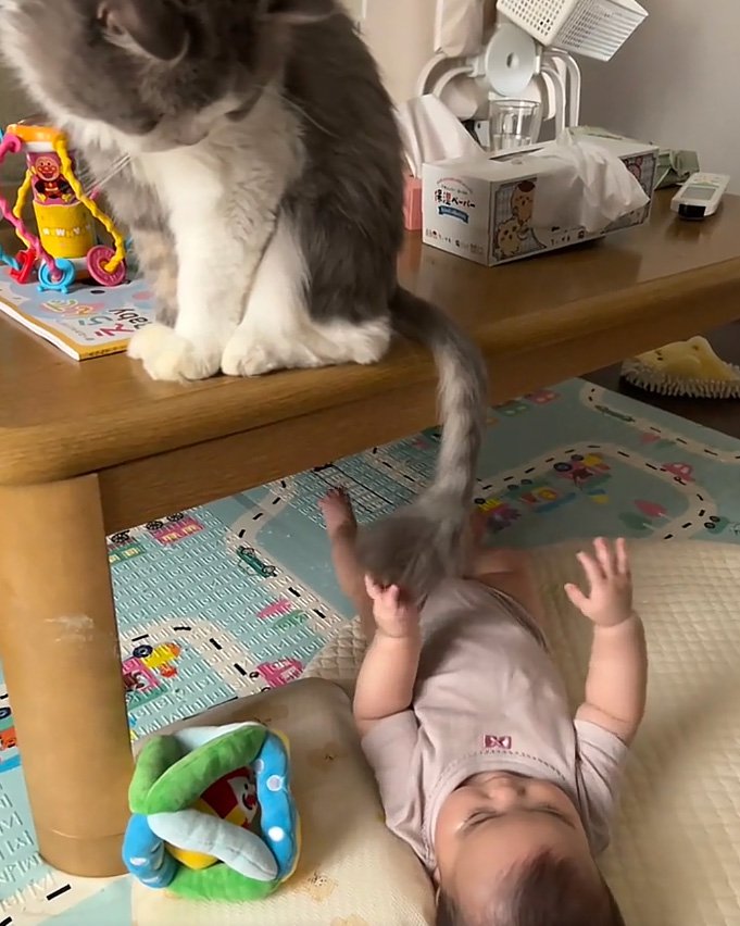 触らせる猫