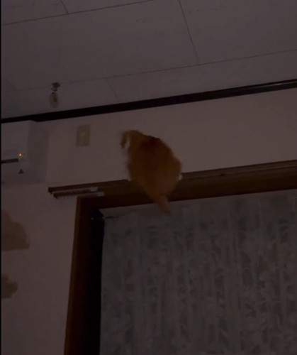 足を滑らせる猫