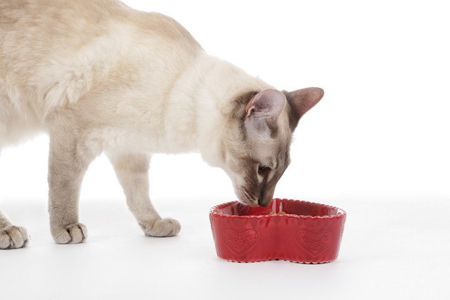 チャオを食べようとしている猫