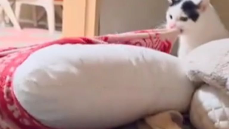 枕を運ぶ猫