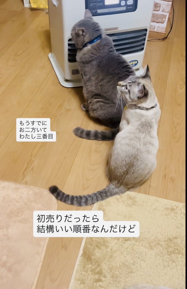 ストーブに並ぶグレートラ猫とシャムトラ猫