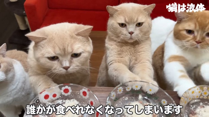 お皿に近づく猫たち