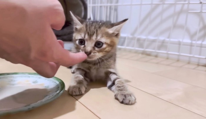 ご飯を指からもらうキジトラちゃん