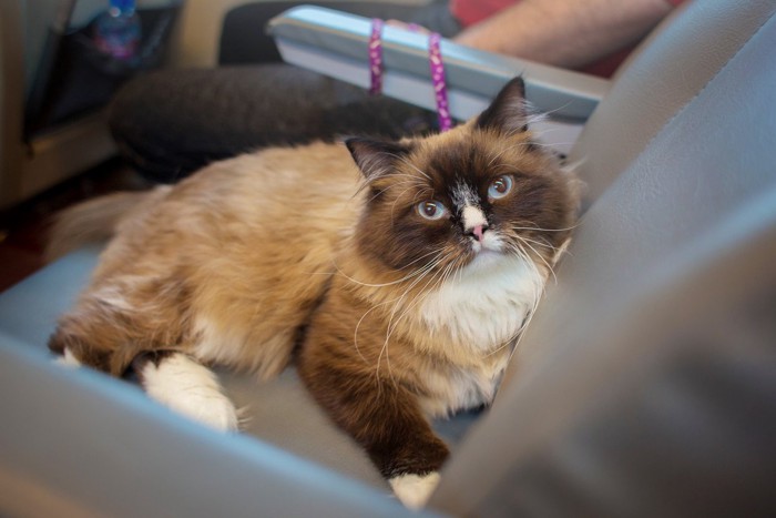 列車旅を楽しむラグドール猫