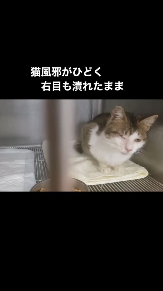 ケージの中にいる猫