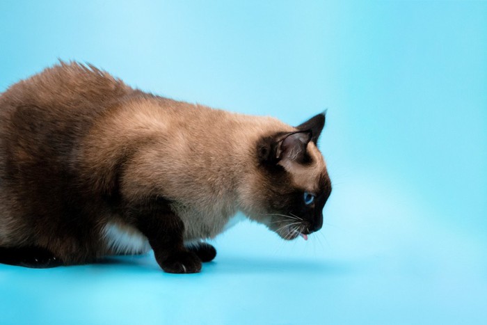下を向く猫