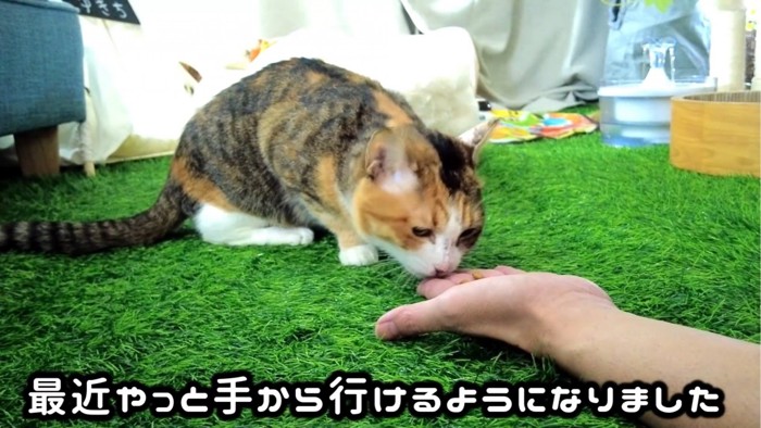 手からご飯を食べる猫