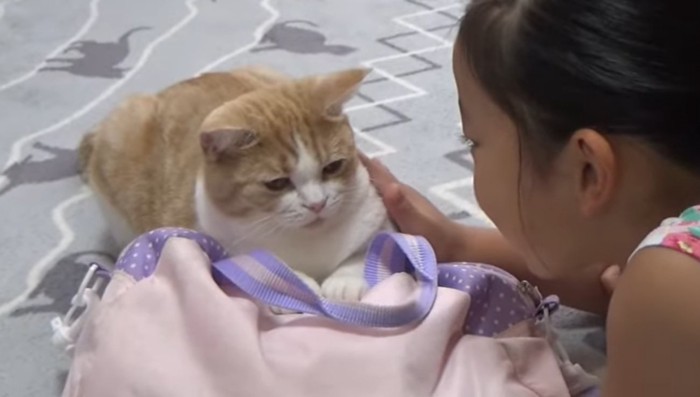 バッグを掴んでいる猫