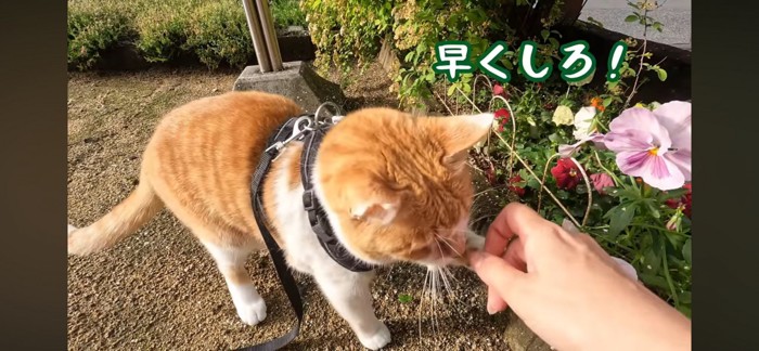 キャットニップ