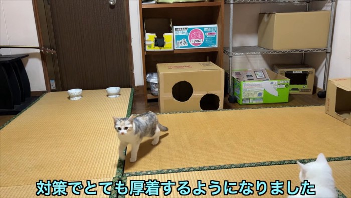 爪が痛くないように厚着で対策する飼い主