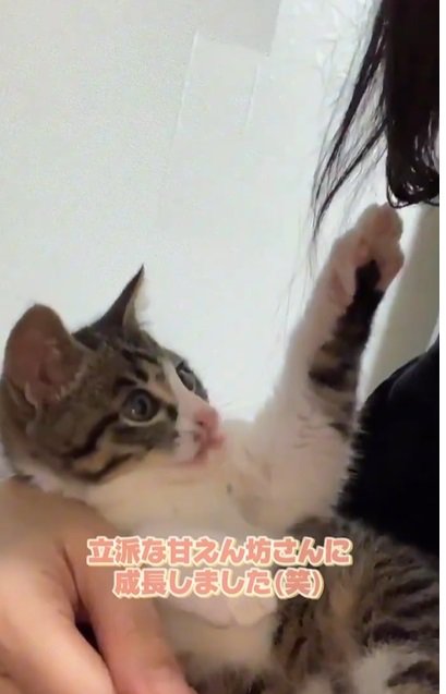 髪の毛にじゃれる子猫2