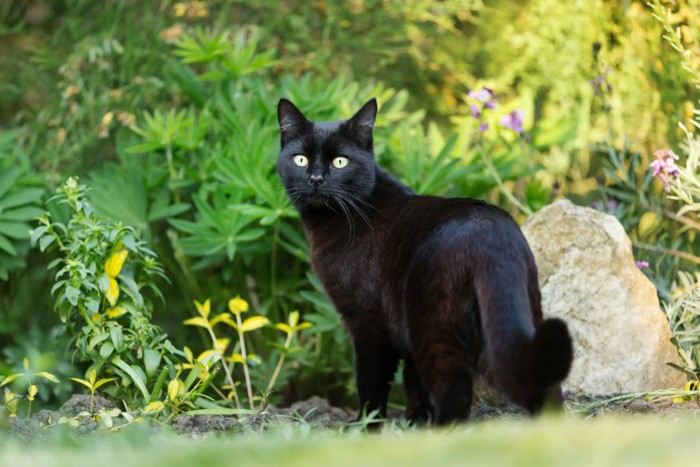 庭にたたずむ黒猫
