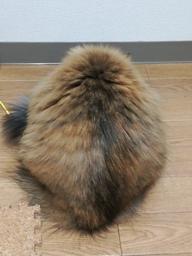 後ろ向きの猫