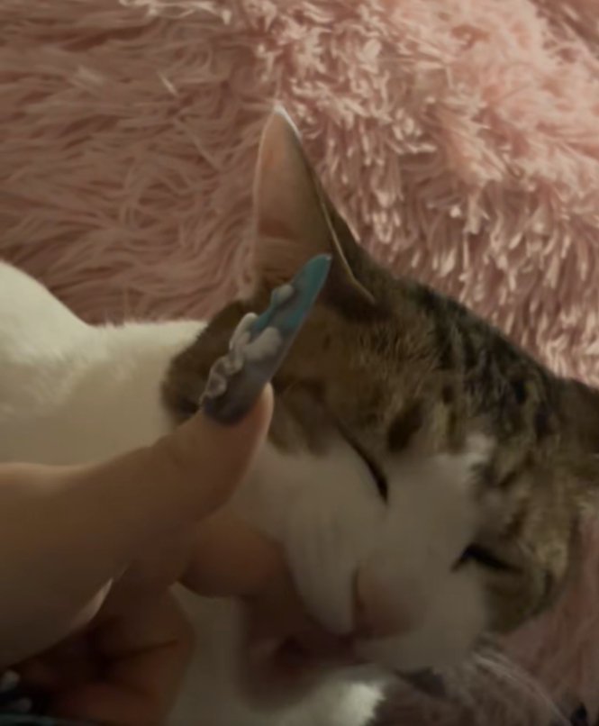 飼い主の指をくわえている目を閉じた猫