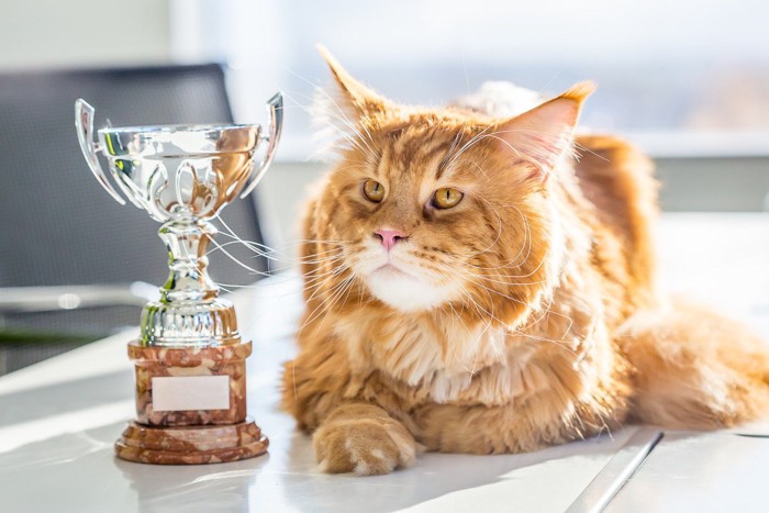 トロフィーの横に座るメインクーン猫