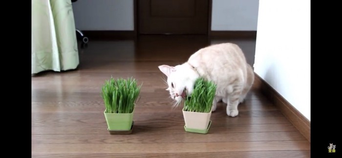 猫草だいすき