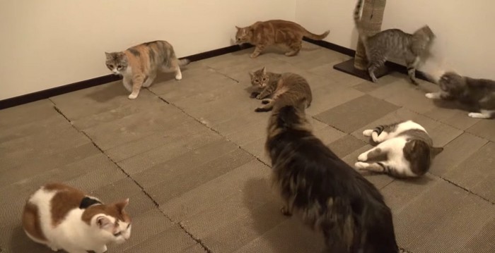 猫たちで埋め尽くされた部屋