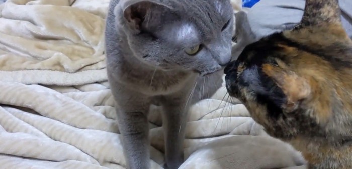 グレー猫とサビ猫