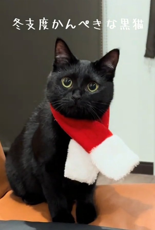 飼い主さんを見る猫