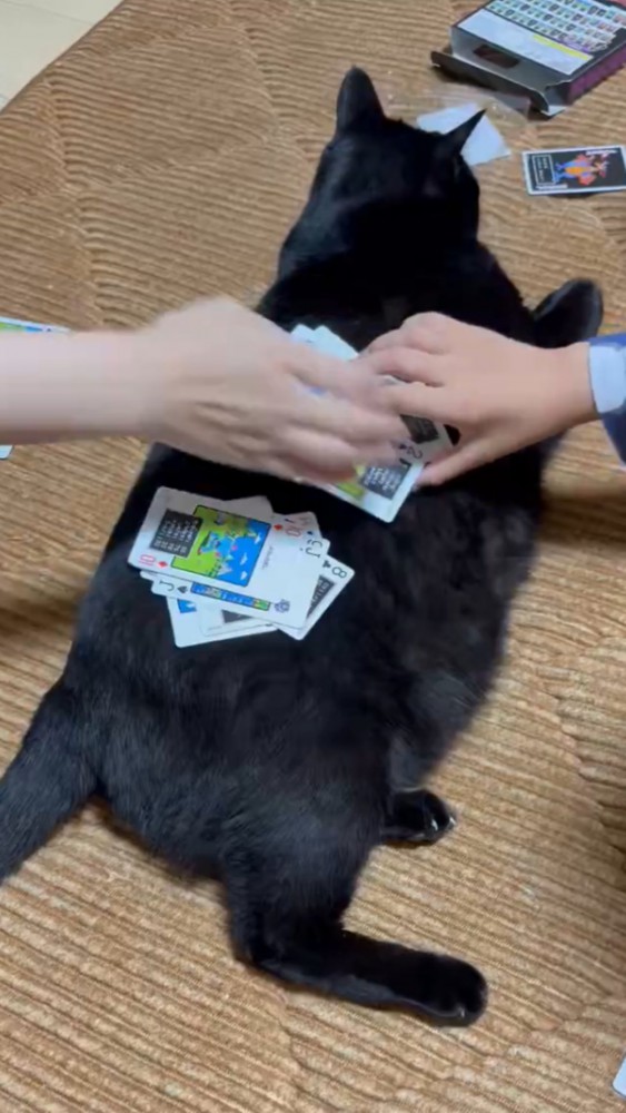 背中にトランプを置かれている黒猫