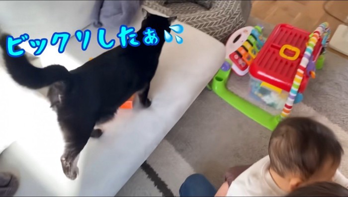 ソファーの上を歩き回る猫