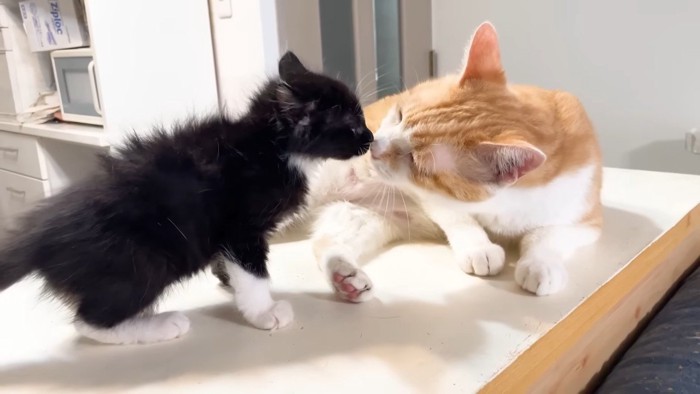 鼻キス