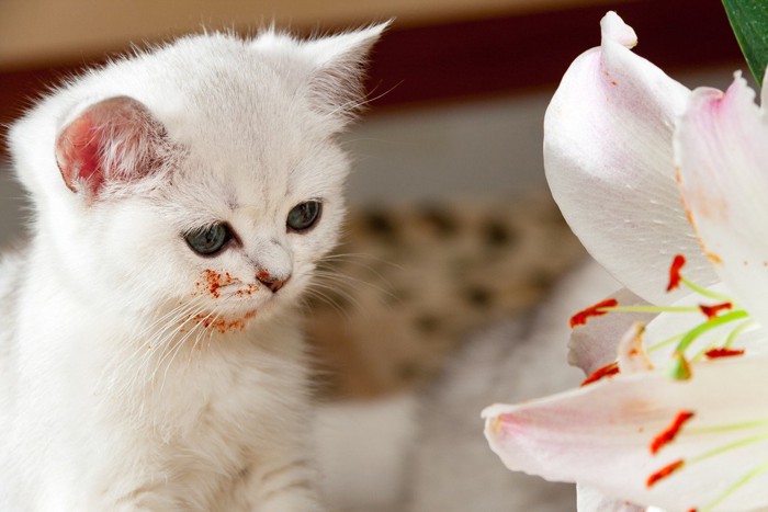 百合の花粉のついた子猫