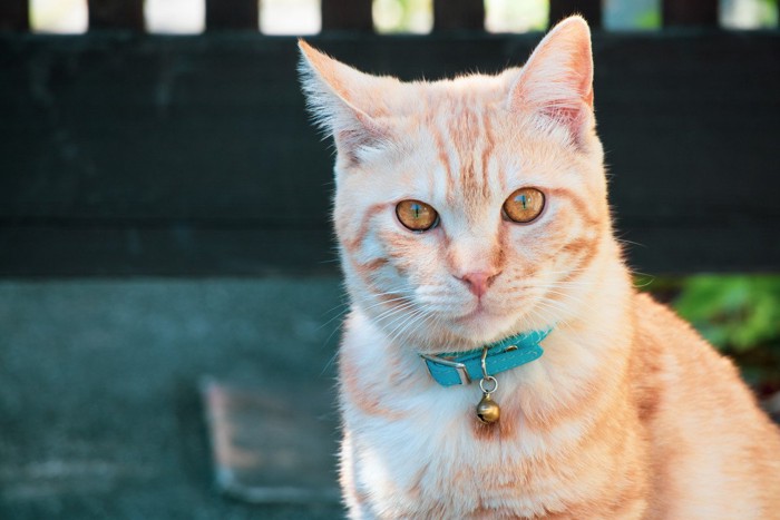 青い首輪をつけた猫