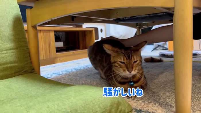 テーブルの下にいる猫