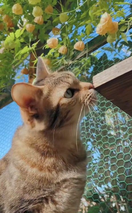 ほおずきと猫